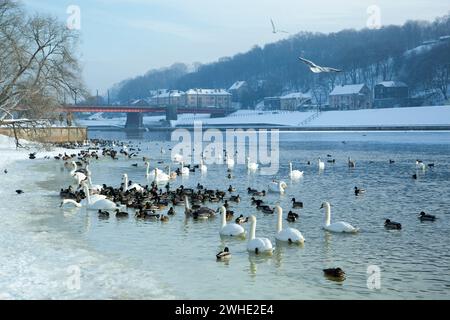 Der Winterblick auf Schwäne und zahlreiche Enten am Ufer des Flusses Neman im Stadtpark Kaunas (Litauen). Stockfoto