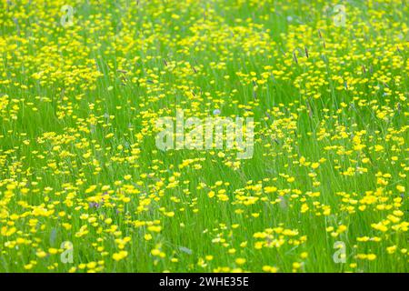 Wiesen-Butterblumen (Ranunculus acris), Wildblumen, die auf einem Feld in der britischen Landschaft wachsen Stockfoto