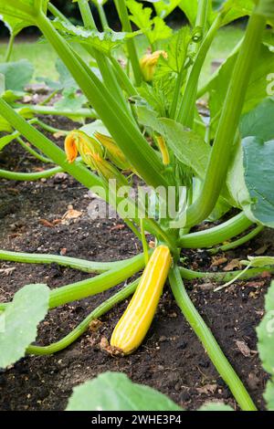 Gelbe Zucchini-Pflanze Sonnenstreifen wächst in einem Gemüsegarten, Großbritannien Stockfoto