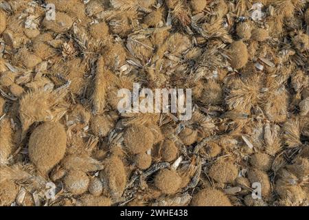 Hintergrund von Kugeln verschiedener Grössen getrockneter ozeanischer Posidonia-Algen Stockfoto