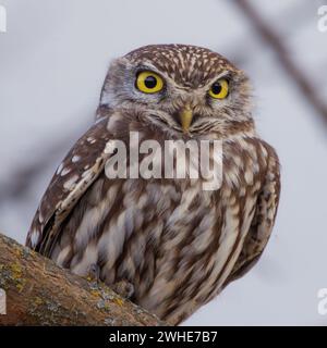 Nahaufnahme einer niedlichen kleinen Eule (Athene noctua) Stockfoto