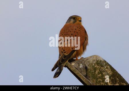 Fähnchen auf Lichtmast (Falco Tinnunkulus) Stockfoto