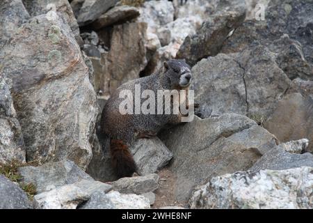 Gelbbauchmarmot (Marmota flaviventris) auf Felsen im Rocky Mountain National Park, Colorado Stockfoto