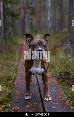 Porträt eines alten amerikanischen Staffordshire Terrier (oder AmStaff) männlichen Hundes, der an einem bewölkten Herbsttag auf Entenbrettern im Wald steht. Stockfoto