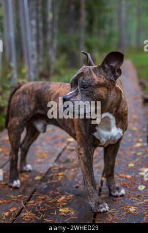 Porträt eines alten amerikanischen Staffordshire Terrier (oder AmStaff) männlichen Hundes, der an einem bewölkten Herbsttag auf Entenbrettern im Wald steht. Stockfoto