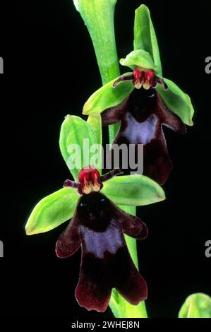 Fliegenorchidee (Ophrys insectifera), Orchidaceae. Wilde europäische Orchideen. Seltene Pflanze. Italien, Toskana. Stockfoto