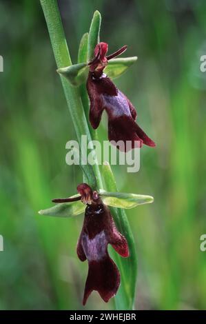 Fliegenorchidee (Ophrys insectifera), Orchidaceae. Wilde europäische Orchideen. Seltene Pflanze. Italien, Toskana. Stockfoto