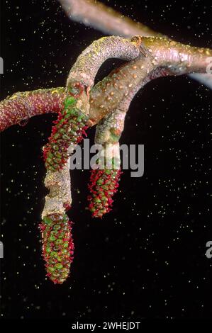 Erle (Alnus glutinosa), Betulaceae. Die weibliche Infloreszenz. Laubbaum, wilde Pflanze. Rote Blume. Stockfoto