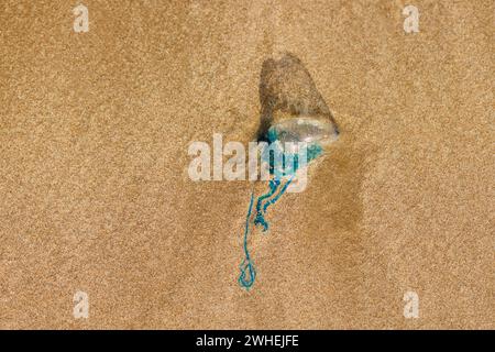 Portugiesischer Kriegsmann Quallen Physalia gefährliche giftige Meeresbewohner, die tot an den Sandstrand von Trinidad und Tobago gewaschen wurden Stockfoto