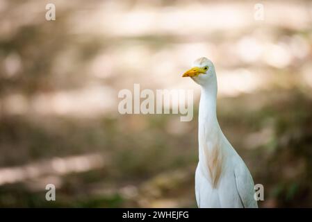 Der große Reiher der Familie der Weißen Zugvögel Reiher aus nächster Nähe mit Bokeh-Hintergrund, isolierte Anstarrjagd Stockfoto