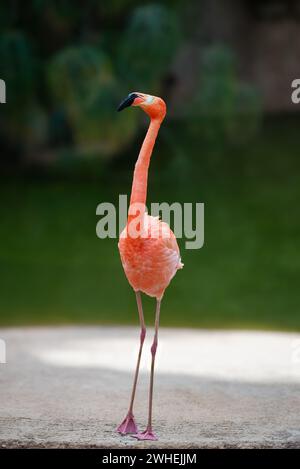 Karibischer Flamingo in offenem Gehege mit Blickkontakt in rosa Farbe, nur eine Frontalansicht Stockfoto