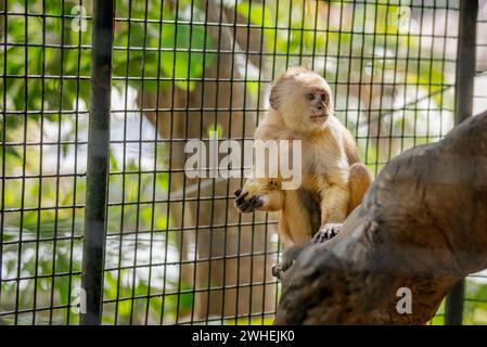 Trinidad WeissfrontKapuziner in Gefangenschaft, die neugierig Mais in seinem Käfig beobachten und essen Stockfoto