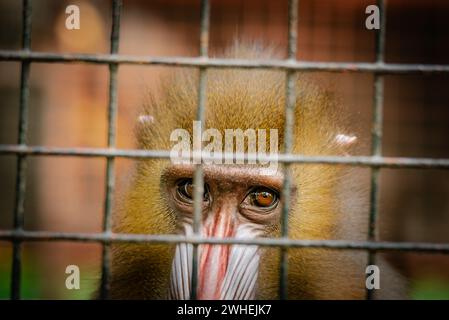 Mandrill in einem Käfig, der in Gefangenschaft mit traurigen Augen auf die Kamera blickt und sich nach Freiheit sehnt Stockfoto