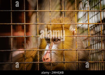 Mandrill in einem Käfig, der in die Ferne blickt, in Gefangenschaft mit traurigen Augen, die sich nach Freiheit sehnen Stockfoto