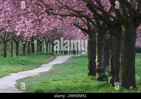 28.04.2023, Deutschland, Brandenburg, Teltow - blühende Kirschbäume in der TV Asahi Kirschblüte Allee. 00S230428D083CAROEX.JPG [MODELLVERSION: NICHT Stockfoto