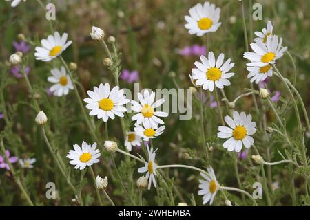 19.05.2023, Deutschland, Brandenburg, Bruchmühle - Margueriten auf einer Wiese. 00S230519D203CAROEX.JPG [MODELLVERSION: NICHT ZUTREFFEND, EIGENSCHAFTSFREIGABE: NEIN Stockfoto