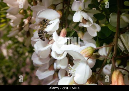 '03.06.2023, Deutschland, Berlin, Berlin - Honigbiene saugt Nektar von einer robinienblüte. 00S230603D326CAROEX.JPG [MODELLVERSION: NICHT ZUTREFFEND, EIGENSCHAFT Stockfoto