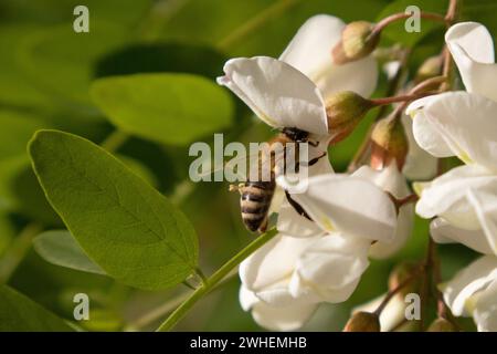 '03.06.2023, Deutschland, Berlin, Berlin - Honigbiene saugt Nektar von einer robinienblüte. 00S230603D322CAROEX.JPG [MODELLVERSION: NICHT ZUTREFFEND, EIGENSCHAFT Stockfoto