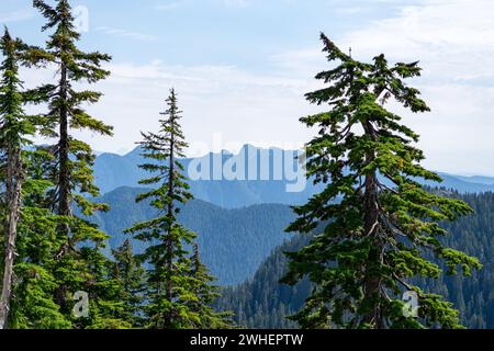 Ein Blick auf die von Bäumen bedeckten Berge mit hohen, üppigen Kiefern im Vordergrund. Stockfoto