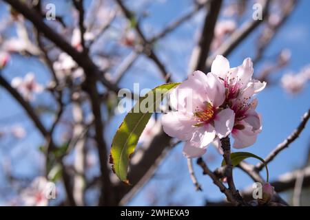 Nahaufnahme einer Blume auf einem Baum Mandelblumen im Freien. Stockfoto