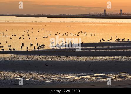 Die malerische Landschaft der Jamaica Bay mit Marine Park Bridge und brant Gänse Stockfoto