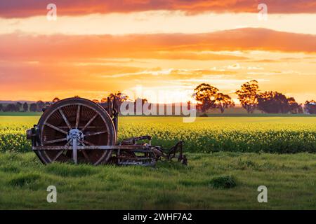 Rostige alte Landmaschinen sitzen auf einem Rapsfeld vor einem dramatischen Sonnenuntergang in Moolort im Zentrum von Victoria, Australien Stockfoto