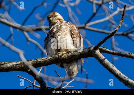 Ein Red Tailed Hawk thront in einem Baum im Südwesten von Ontario, Kanada. Stockfoto