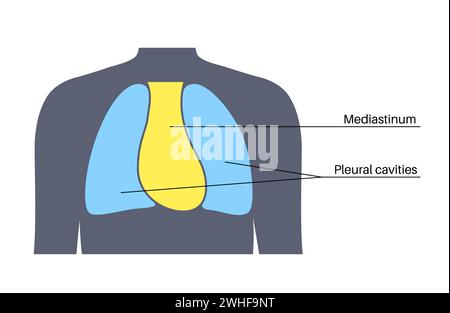 Mediastinum, Illustration Stockfoto