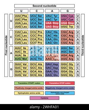 RNA-Codon-Tabelle, Abbildung Stockfoto