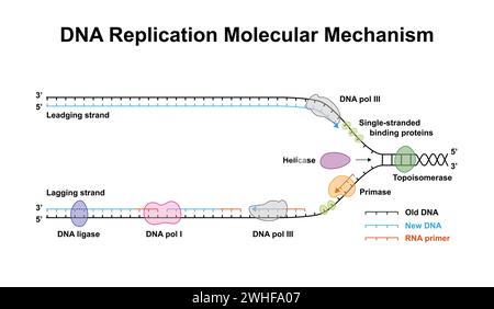 DNA-Replikation, Illustration Stockfoto
