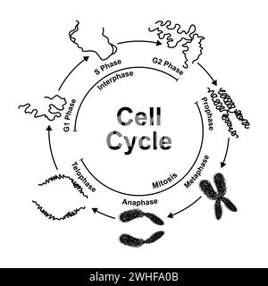 Zellzyklus, Abbildung Stockfoto
