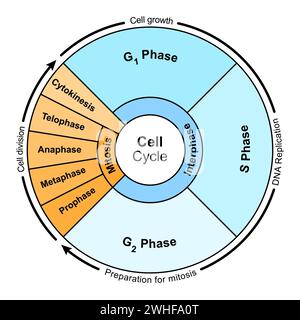 Zellzyklus, Abbildung Stockfoto