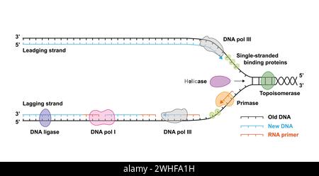 DNA-Replikation, Illustration Stockfoto