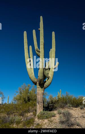 Saguaro mit mehreren Armen steht hoch gegen den hellen blauen Himmel im Saguaro-Nationalpark Stockfoto