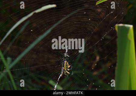 Bunte Spinne im Botanischen Garten in Wichita, KS Stockfoto