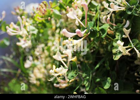 Geißblatt-Blüte -Lonicera caprifolium Stockfoto