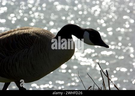 Die Silhouette der Kanadischen Gänse (Branta canadensis), Fernhill Wetlands, Forest Grove, Oregon Stockfoto