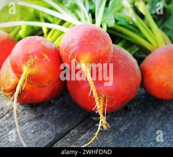 Raw organic golden Rüben auf rustikalen hölzernen Hintergrund Stockfoto