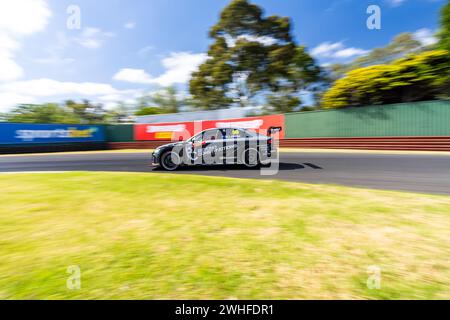 Sandown Park, Australien. Februar 2024. Marcus LaDelle (#99) wird am Samstag beim Shannon’s Speed Series Race Sandown in Runde 4, während er sich für die Supercheap Auto TCR Australia-Serie qualifiziert Stockfoto