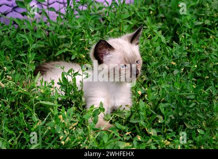 Ein kleines Wunder mit blauen Augen im grünen Gras, siamesisches graues Kätzchen Stockfoto