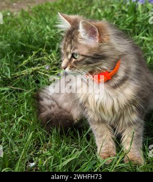 Graue Hauskatze mit grünen Augen im Garten auf dem grünen Gras Stockfoto