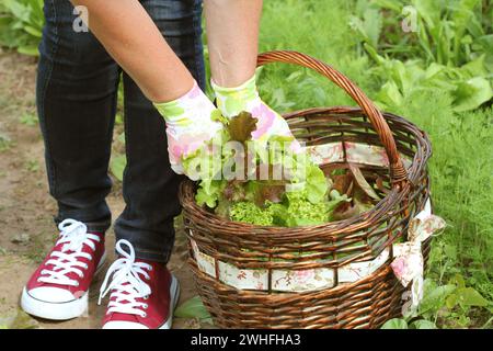 Frau pflückt frischen Salat aus ihrem Garten. Salat in einen Korb Stockfoto