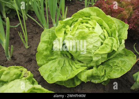 Salat - das ganze Jahr über im Boden mit Wassertropfen wächst Stockfoto