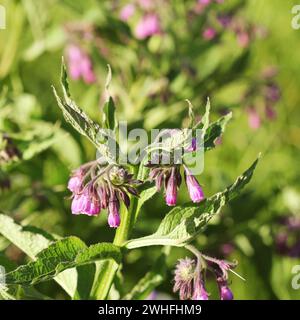 Beinwell. Beinwell oder Symphytum Officinale Blume in der biologischen Medizin Stockfoto