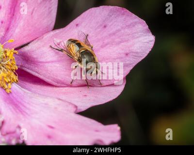 Männliche europäische Drohnenfliege (Eristalis arbustorum), die auf einer rosa Geranienblume ruht Stockfoto