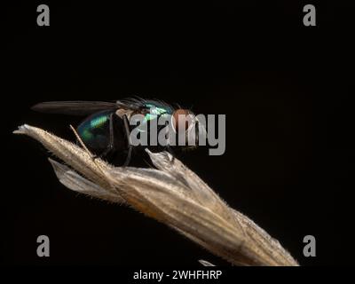 Dunkelfeld-Nahaufnahme einer schönen Greenbottle-Fliege, Lucilia sericata Stockfoto