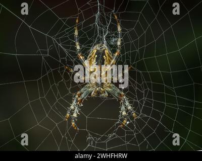 Die Unterseite einer hübschen weiblichen Kreuzweberspinne (Araneus diadematus) in der Mitte ihres Netzes Stockfoto