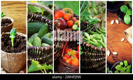 Collage von Gemüse - Produkte aus dem Gemüsegarten Stockfoto