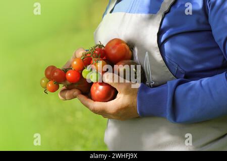 Frische organische Rot, Gelb, Orange und Grün Tomate. Bunte Bio Tomaten in Landwirte Hände Stockfoto