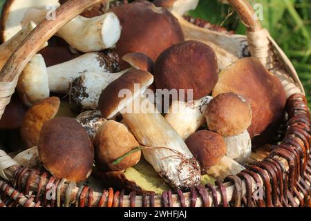 Korb voller Frische Steinpilze Pilze im Wald Stockfoto